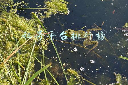 租号平台排行榜