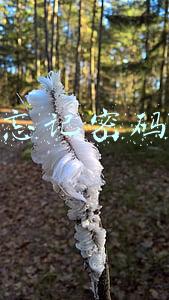 支付宝忘记密码怎么办