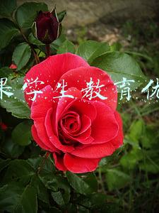 苹果学生教育优惠