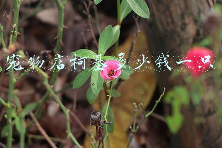 柯基犬要多少钱一只《柯基多少钱一只？上班族平常没有太多时间可以养柯基狗狗吗？》