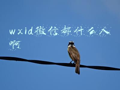 wxid微信都什么人啊