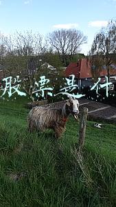 创业版股票是什么意思