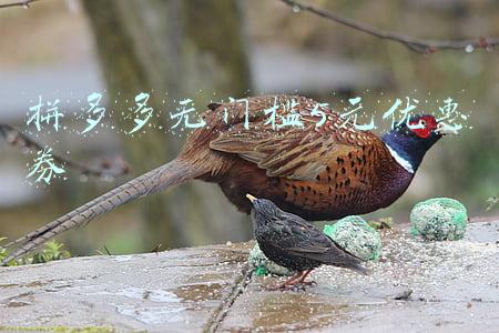 拼多多无门槛5元优惠券