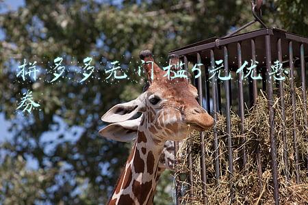 拼多多无门槛5元优惠券
