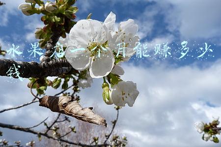 一个水果店一个月能赚多少钱，开水果鲜榨果汁店一个月能赚多少钱