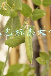 品牌包包标志大全图片