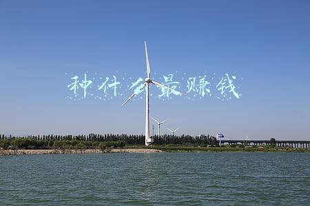 种什么最赚钱