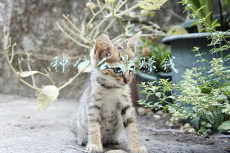 种什么最赚钱