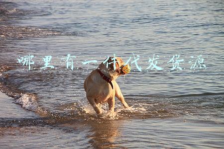 哪里有一件代发货源