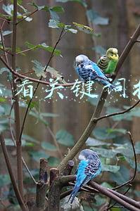 怎么看关键词排名