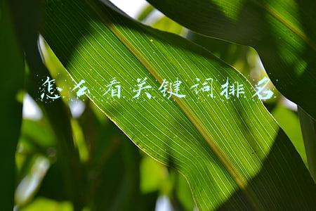 怎么看关键词排名