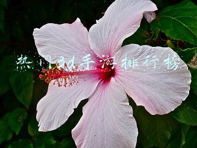 热门3d手游排行榜