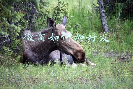 微商如何加好友