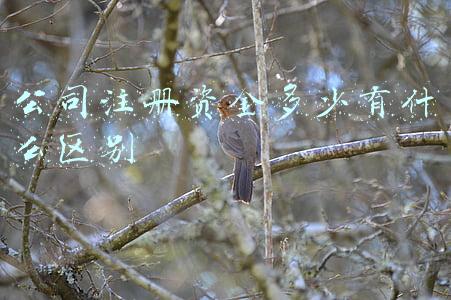 建筑公司注册资金多少有什么区别(公司注册资金写多少合适？)