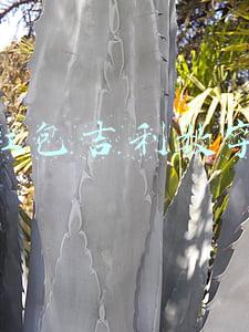 红包吉利数字