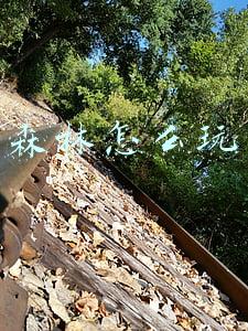 森林怎么玩
