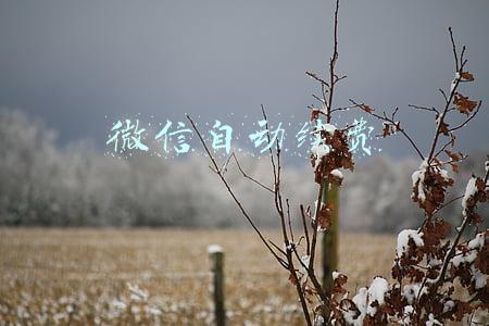微信自动续费怎么关闭(微信有个自动扣费功能你知道吗？下方视频教你查看和关闭服务)