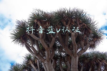 抖音蓝v认证