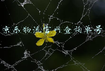 京东物流官网查询单号