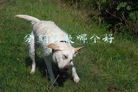 分期付款哪个好