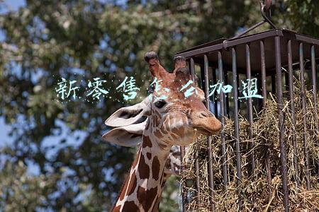新零售怎么加盟