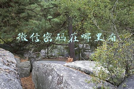 微信密码在哪里看