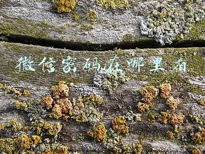 微信密码在哪里看