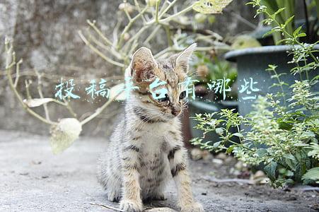 投稿平台有哪些