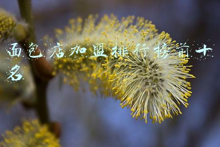 面包店加盟排行榜前十名