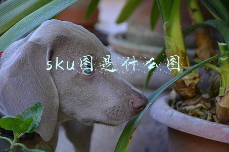 sku图是什么图