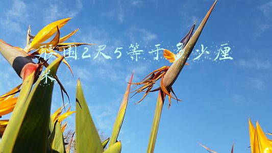 腰围2尺5等于多少厘米