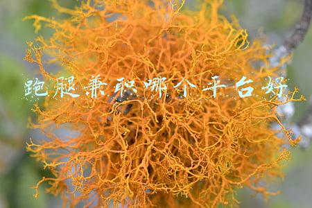 跑腿兼职哪个平台好