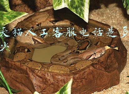 天猫人工客服电话是多少