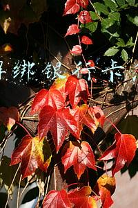 手机淘宝解绑银行卡怎么解除(《淘宝》解绑银行卡教程)