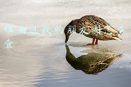 谁看过我的朋友圈怎么查