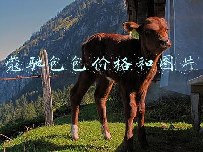 蔻驰包包(红醋栗和冬季花园：COACH 蔻驰 BOROUGH 系列包款新配色上市)