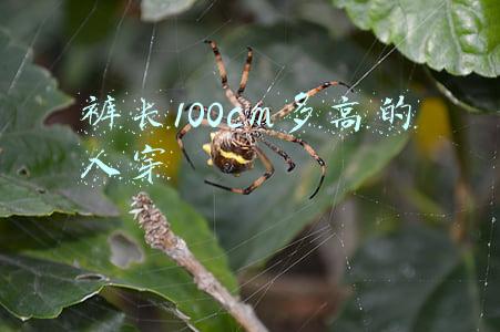 裤长100cm多高的人穿