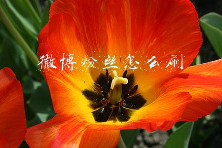 微博粉丝怎么刷