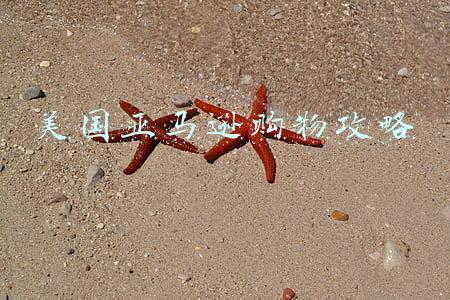 美国亚马逊购物攻略