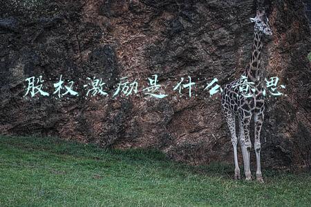 股权激励是什么意思