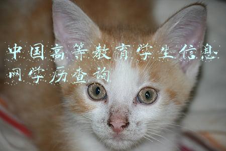 中国高等教育学生信息网学历查询