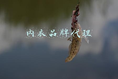 内衣品牌代理