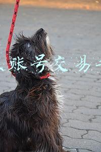 游戏账号交易平台5173(二手交易平台乱象调查：游戏账号网络热卖“实名认证”形同虚设)