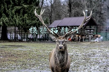 模特招聘网