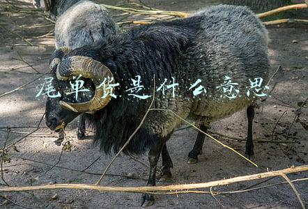 尾单货是什么意思
