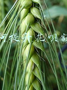 如何提升花呗额度