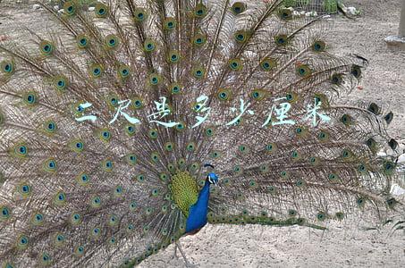 二尺是多少厘米