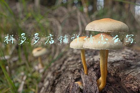 拼多多店铺详情怎么写