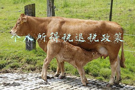 个人所得税退税政策