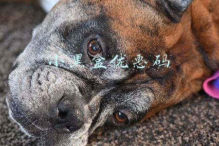 小黑盒优惠码
